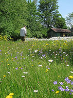 Peter Heel, Wildblumenwiesen entstehen